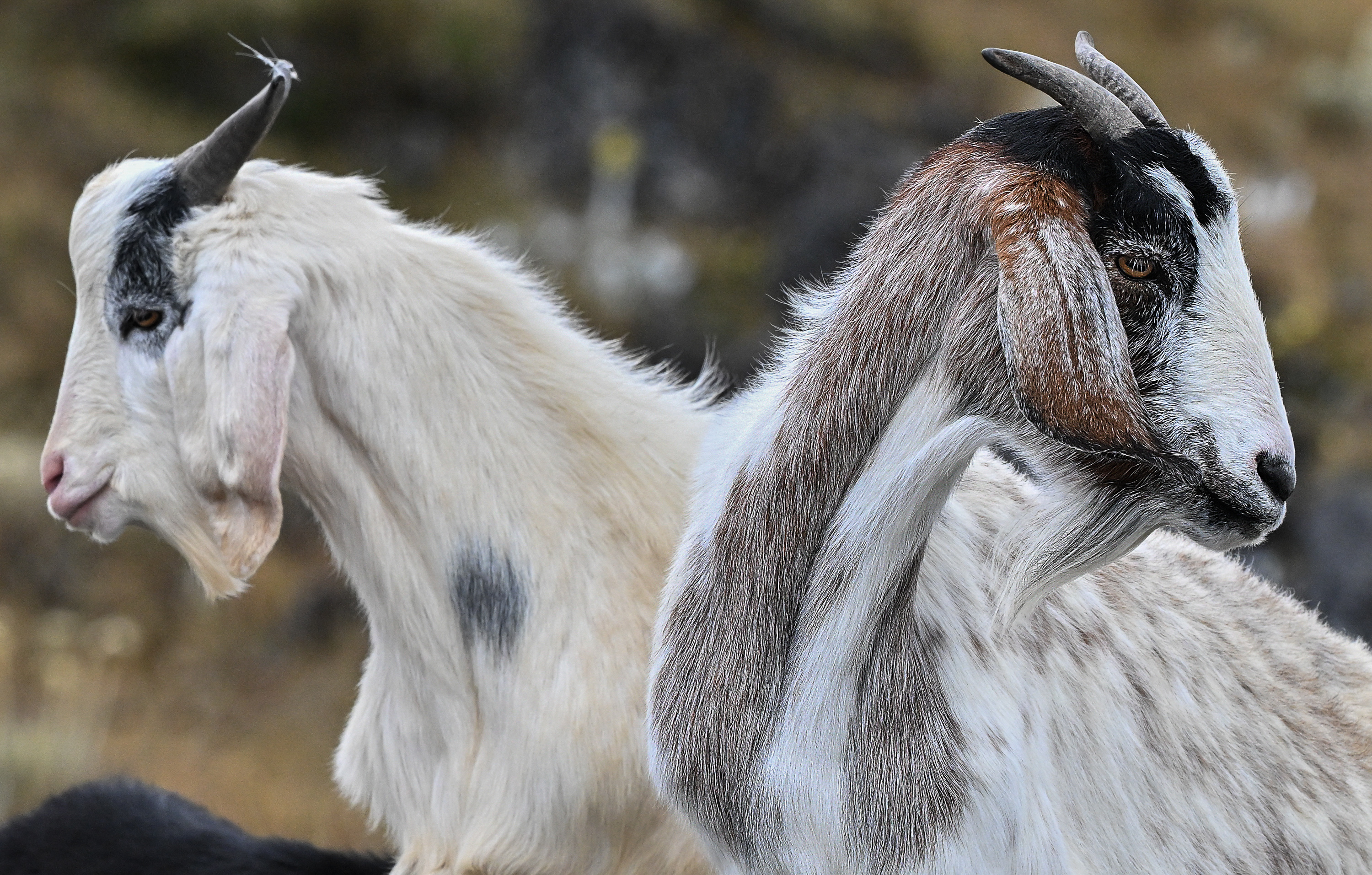 Goats are seen at the "Paramo el Almorzadero" in the municipality of Cerrito, Santander department, Colombia on November 30, 2023. A few years ago, villagers used poisoned carrion and gunshots to get rid of an animal considered a threat to their sheep, goats, and cattle. Today, the farmers have become aware and united to save the condor, one of the largest birds in the world and an emblem of the Andean countries, which is in danger of extinction. (Photo by Juan BARRETO / AFP) (Photo by JUAN BARRETO/AFP via Getty Images)