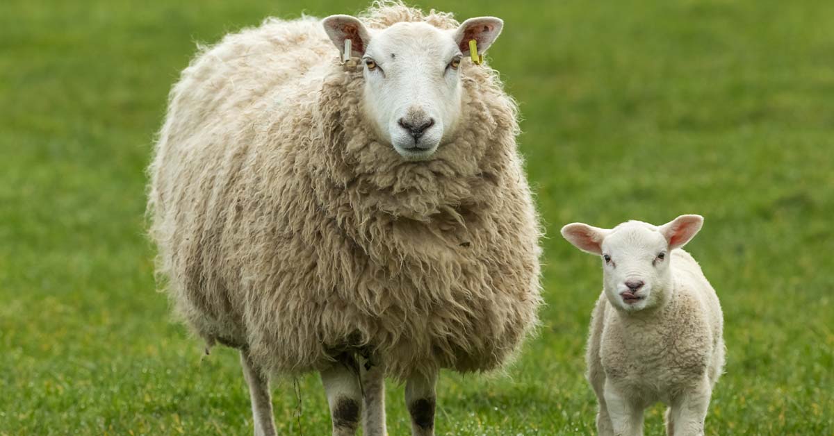 Lamb-Article-4.12.22