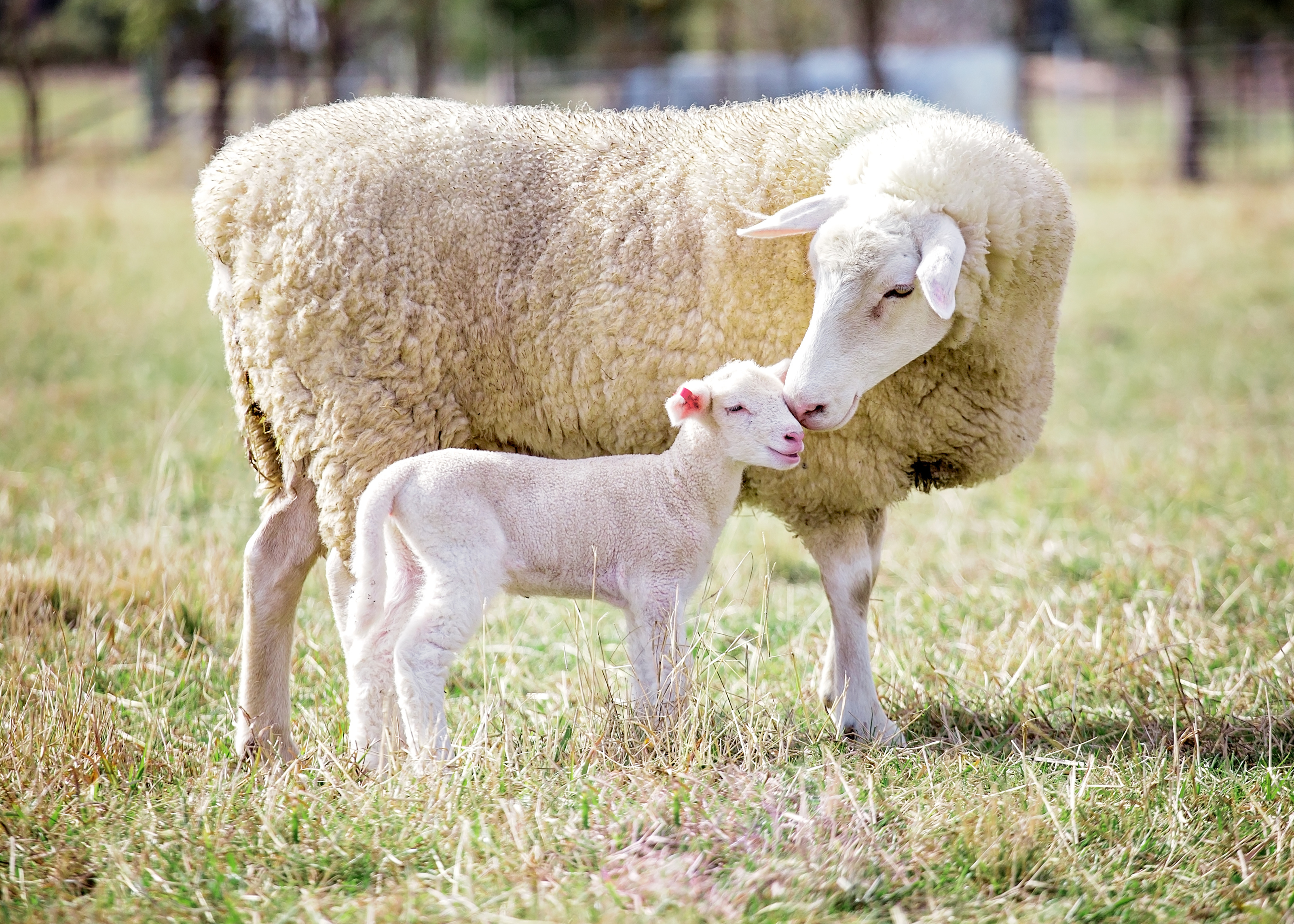A white suffolk sheep with a lamb